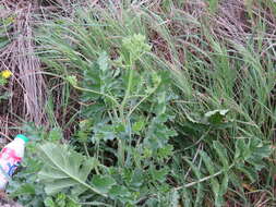 Image of Raphanus raphanistrum subsp. landra (Moretti ex DC.) Bonnier & Layens