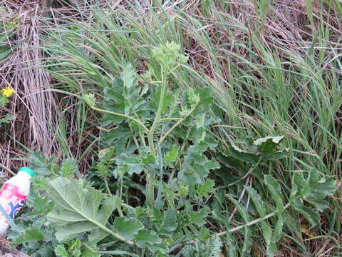 Imagem de Raphanus raphanistrum subsp. landra (Moretti ex DC.) Bonnier & Layens