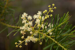 Imagem de Acacia linifolia (Vent.) Willd.