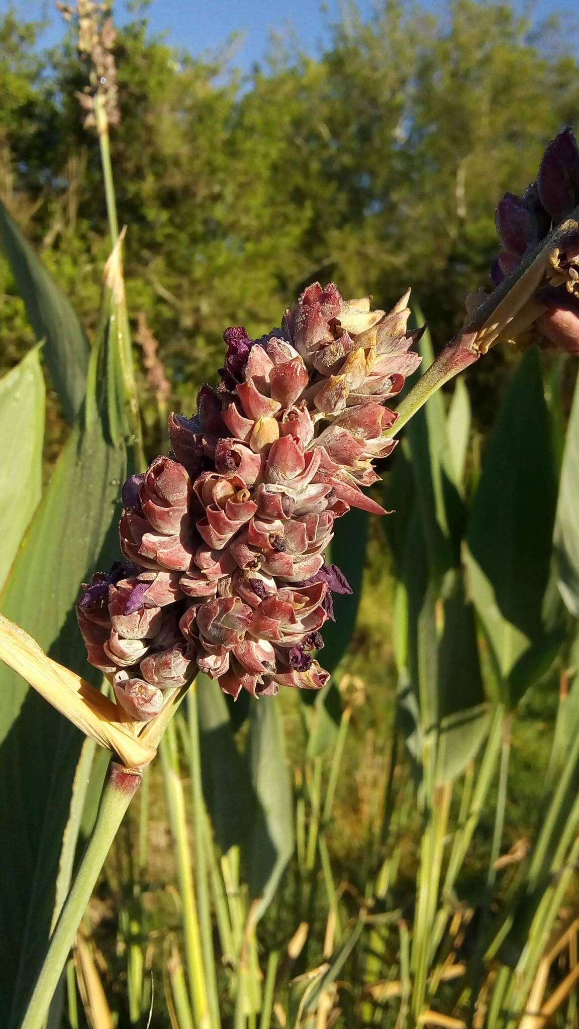 Image of Thalia multiflora Horkel ex Körn.