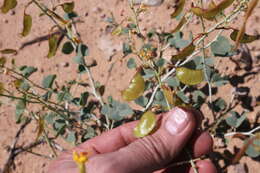 Image of Adenolobus pechuelii subsp. pechuelii