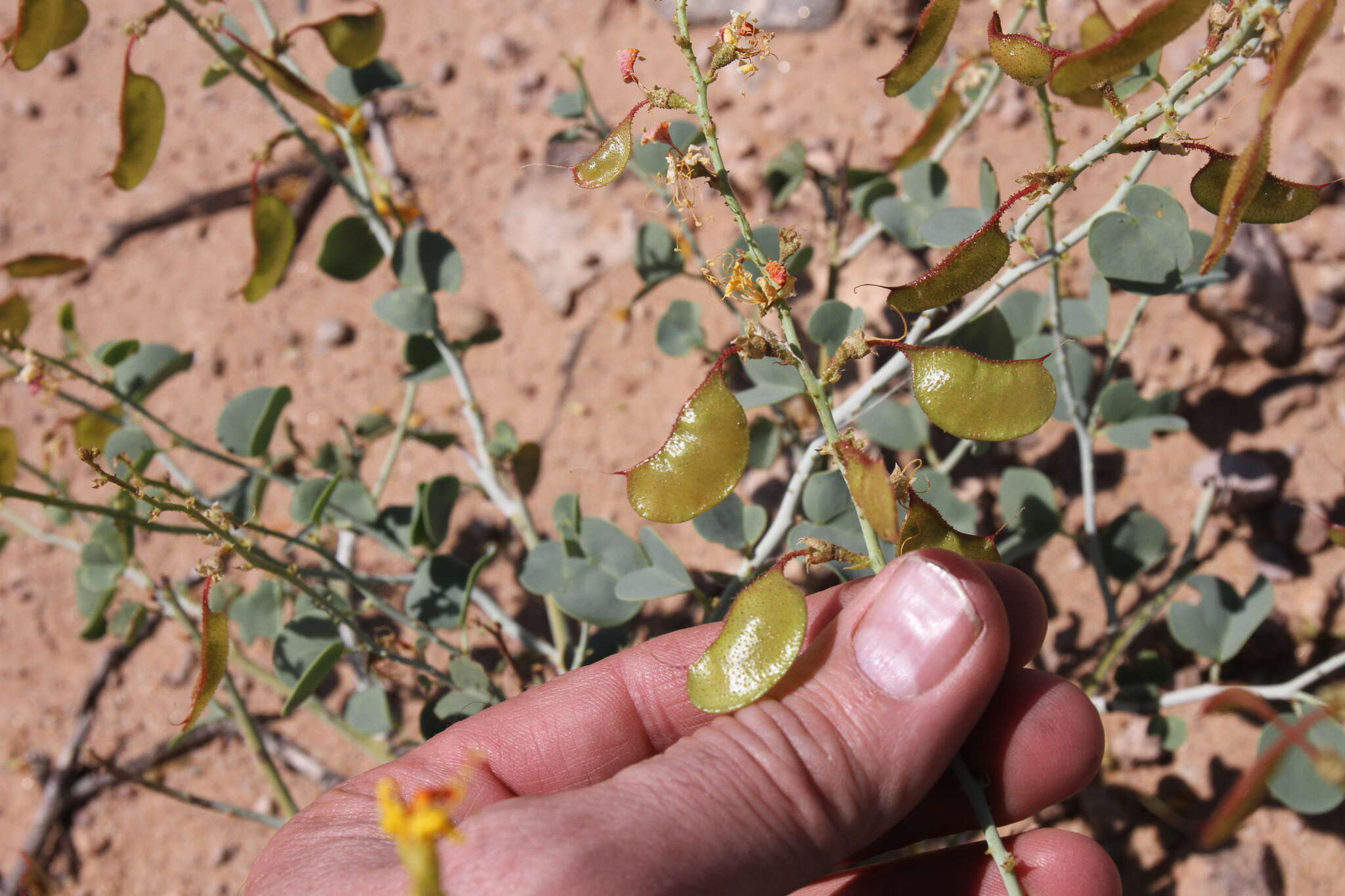 Image of Adenolobus pechuelii subsp. pechuelii