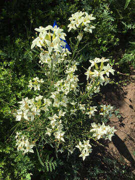 Image of San Francisco wallflower