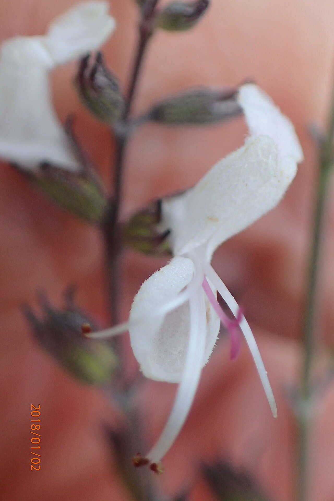 Слика од Syncolostemon argenteus N. E. Br.