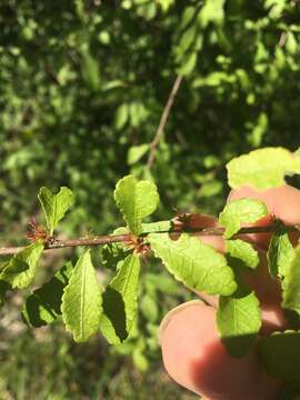 Acalypha eremorum Müll. Arg. resmi