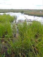 Sivun Scirpus atrocinctus Fernald kuva