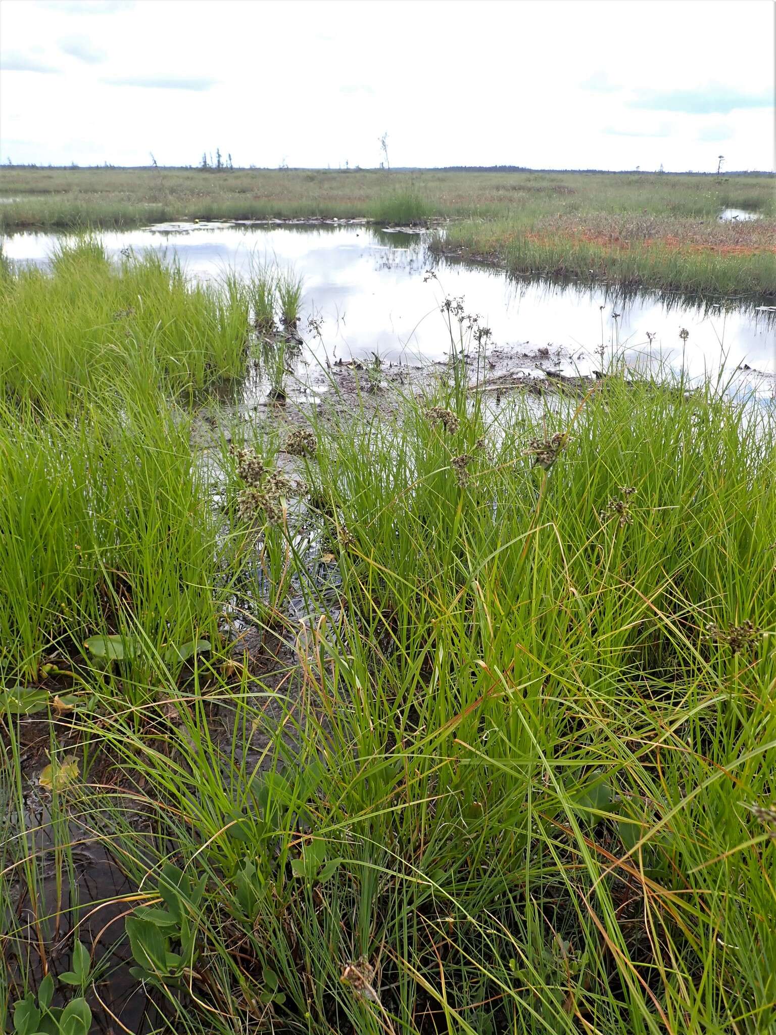 Image of Black-Girdle Bulrush