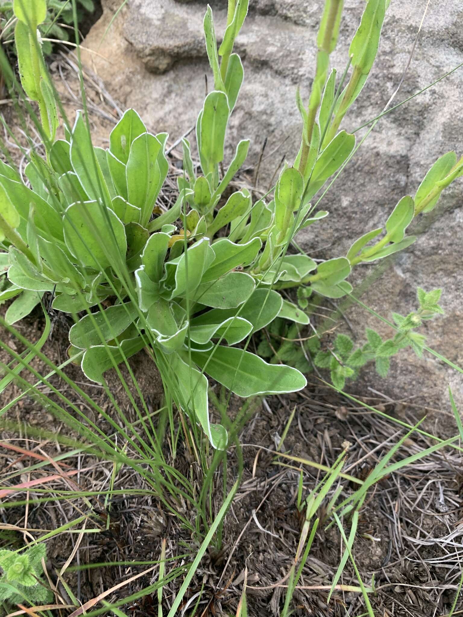 Image of Helichrysum monticola Hilliard