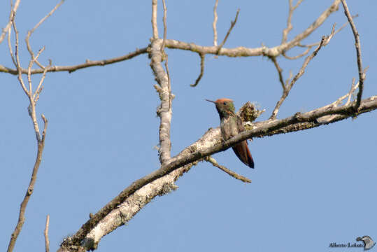 Image of Short-crested Coquette