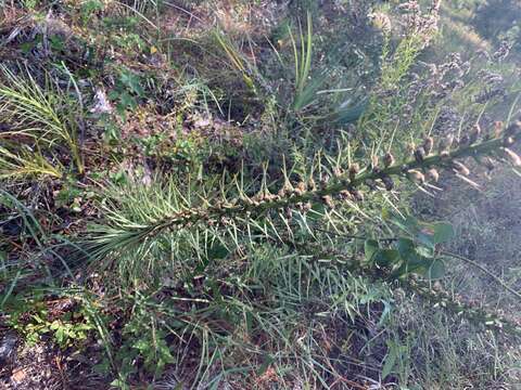 Image of dense blazing star