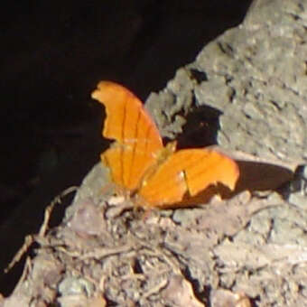 Image of Ruddy Daggerwing