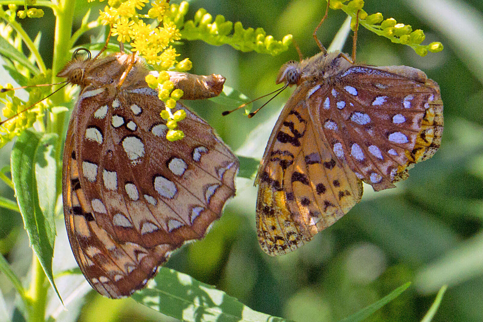 Image of Atlantis Fritillary