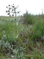 Image of Schizoglossum bidens subsp. atrorubens (Schltr.) Kupicha