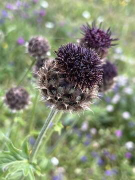 Слика од Centaurea kotschyana Heuff. ex Koch