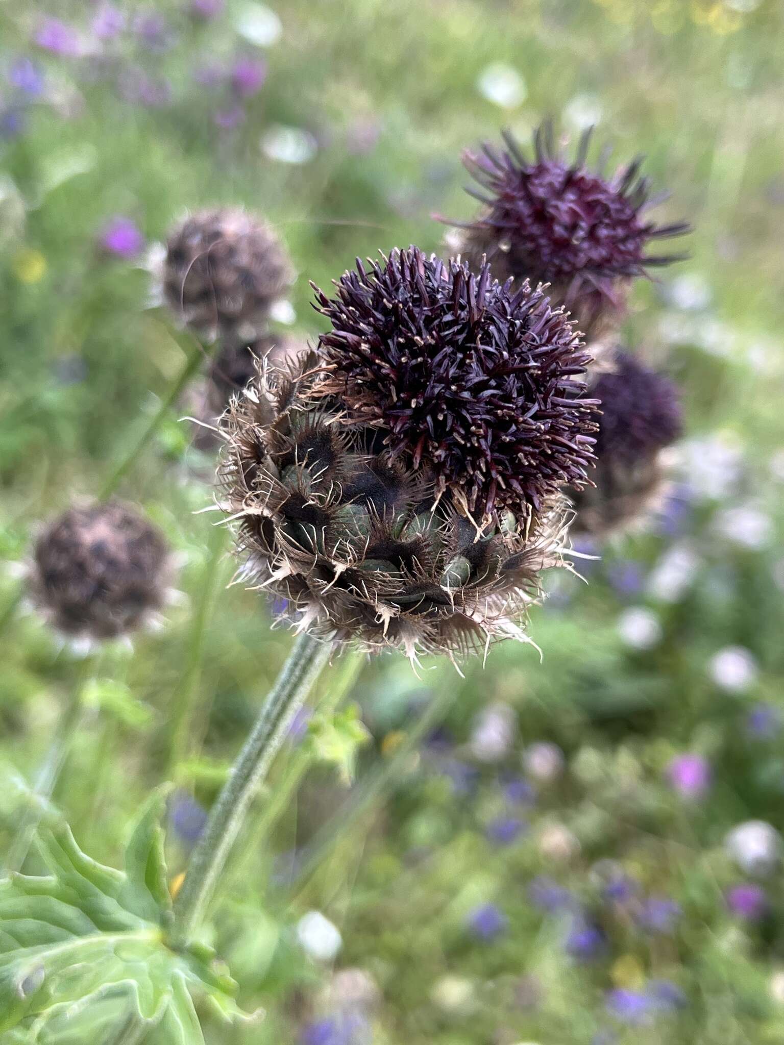 Plancia ëd Centaurea kotschyana Heuff. ex Koch