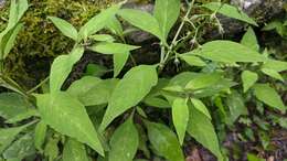 Image of Lysimachia decurrens G. Forst.