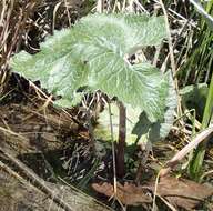 Plancia ëd Petasites frigidus var. sagittatus (Banks ex Pursh) D. M. Cherniawsky