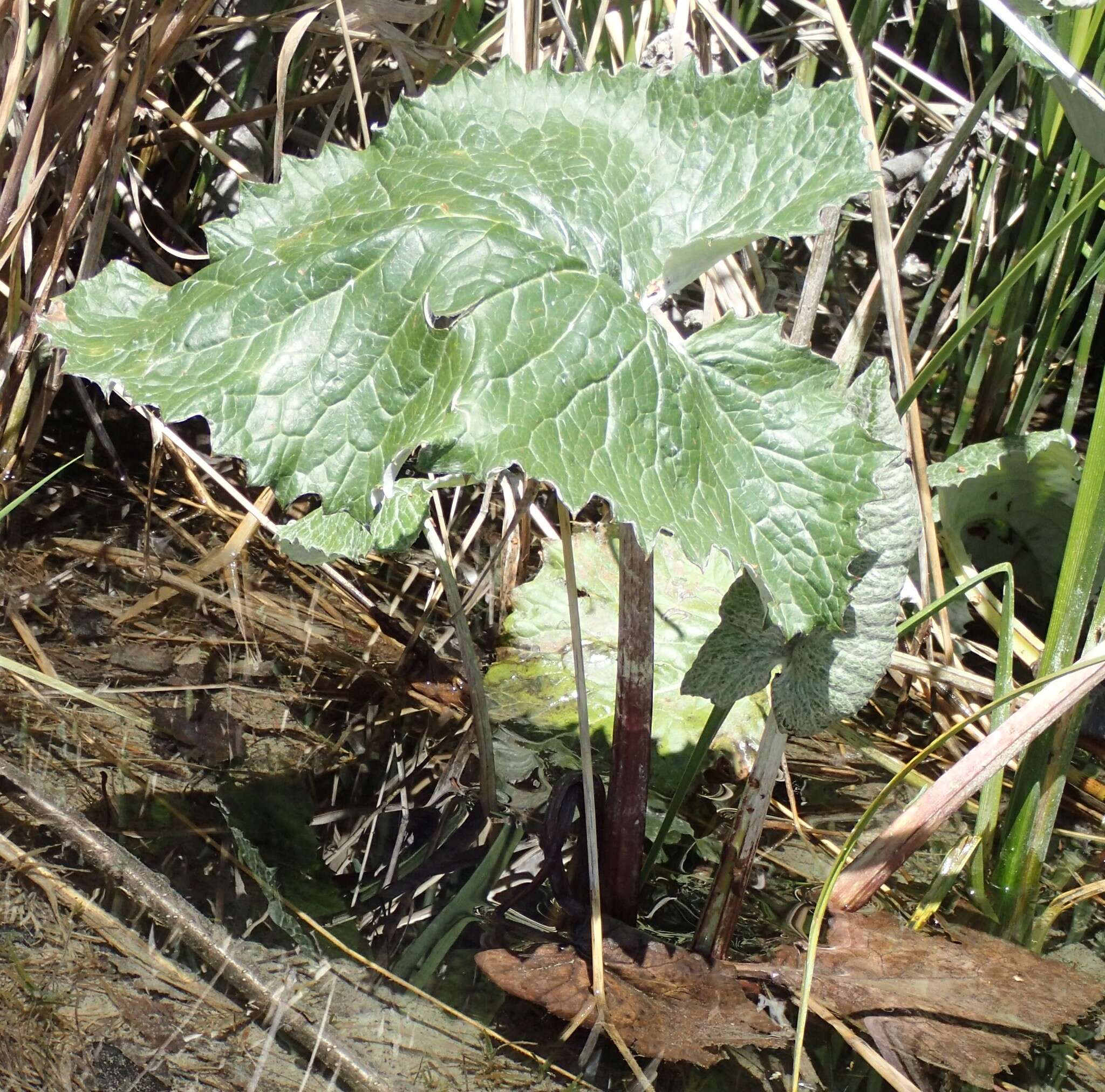 Image of arrowleaf sweet coltsfoot