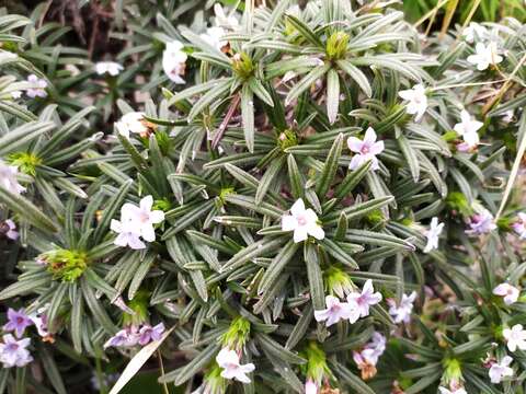 Image of Lithodora zahnii (Halácsy) I. M. Johnst.