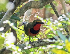 Image of Telophorus viridis quadricolor (Cassin 1851)