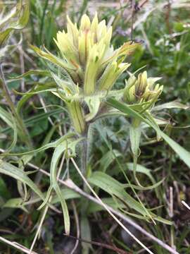 Image of northern Indian paintbrush