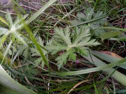 Image of Geranium atlanticum Boiss.