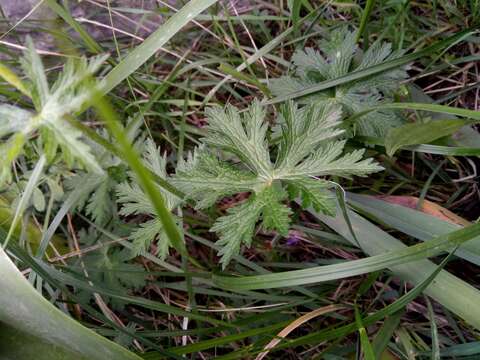 Image of Geranium atlanticum Boiss.