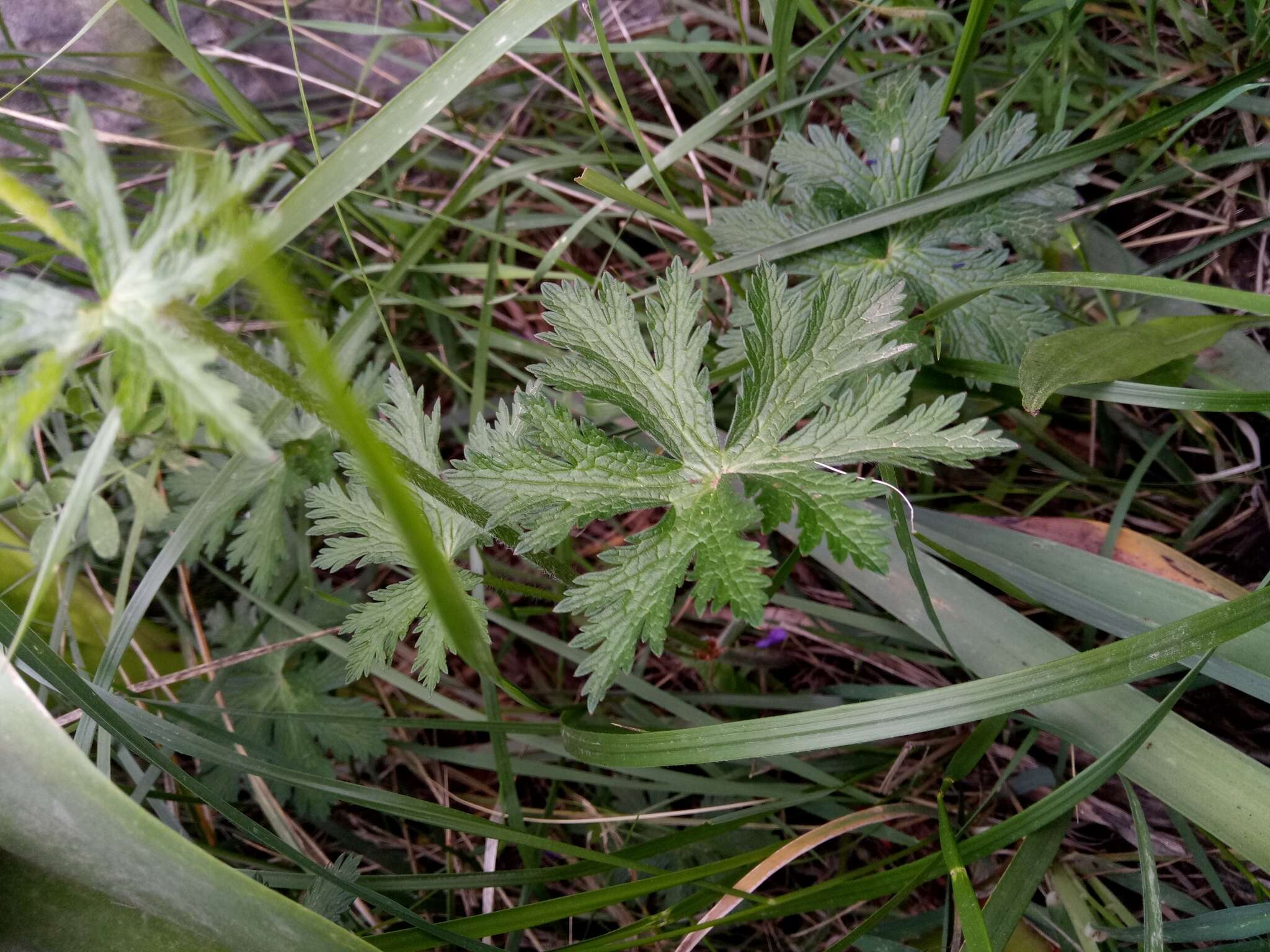 Image of Geranium atlanticum Boiss.