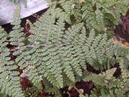 Image of Beaded Lipfern