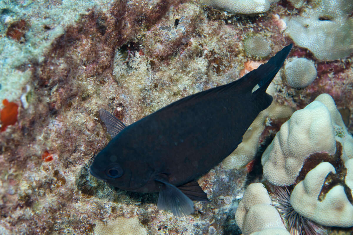 Image de Chromis verater Jordan & Metz 1912