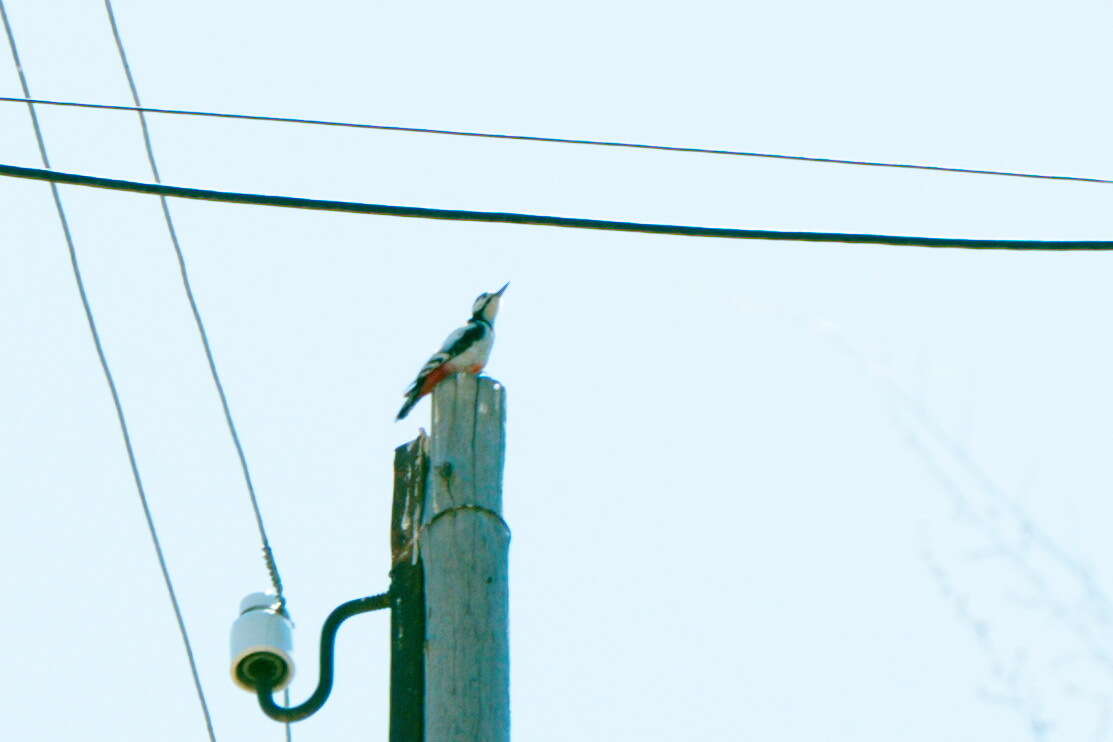 Image of White-winged Woodpecker