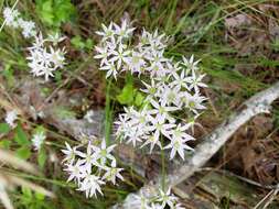 Image of Little River Canyon onion