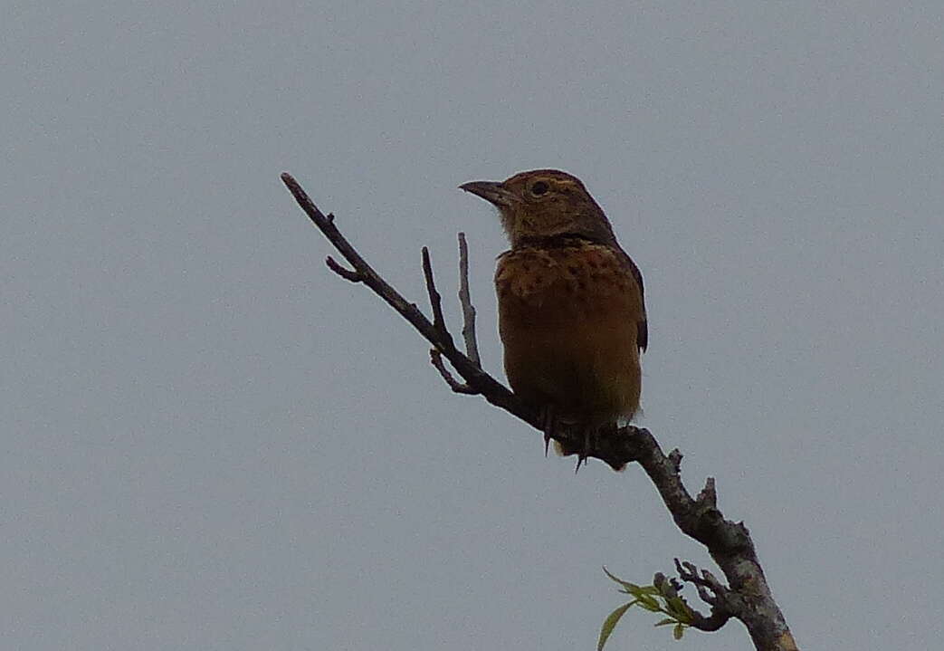 Image of Flappet Lark