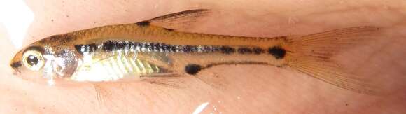 Image of Blackback barb