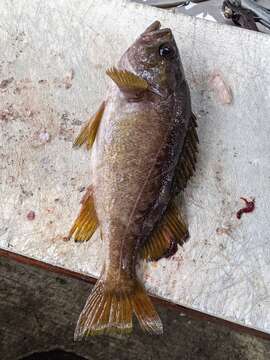 Image of Yellowtail rockfish