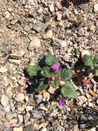 Image of calthaleaf phacelia