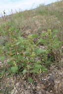 Image of Xanthium orientale subsp. californicum (Greene) Greuter