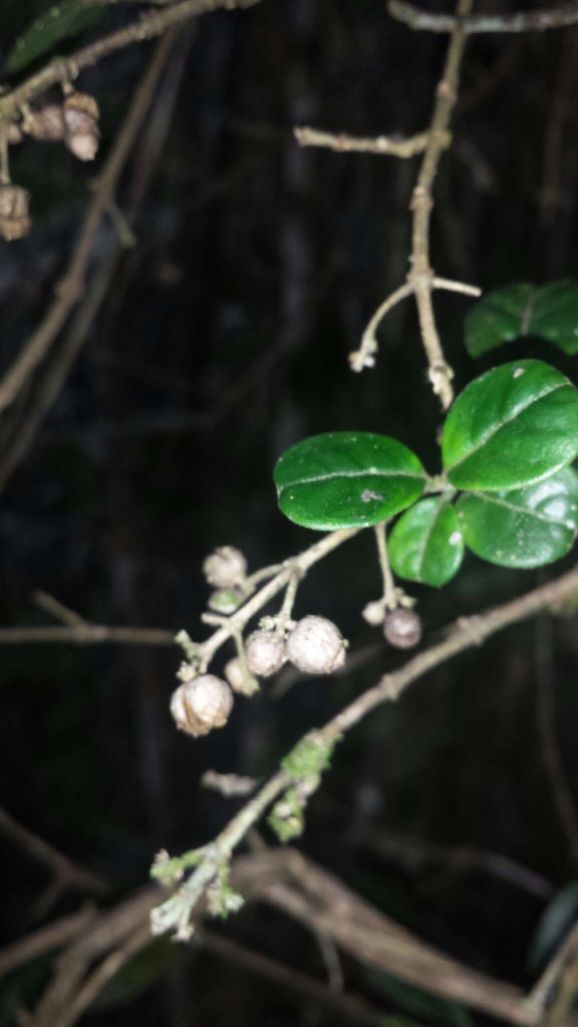 Plancia ëd Danais microcarpa Baker