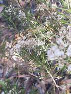 Image of Wild Rosemary