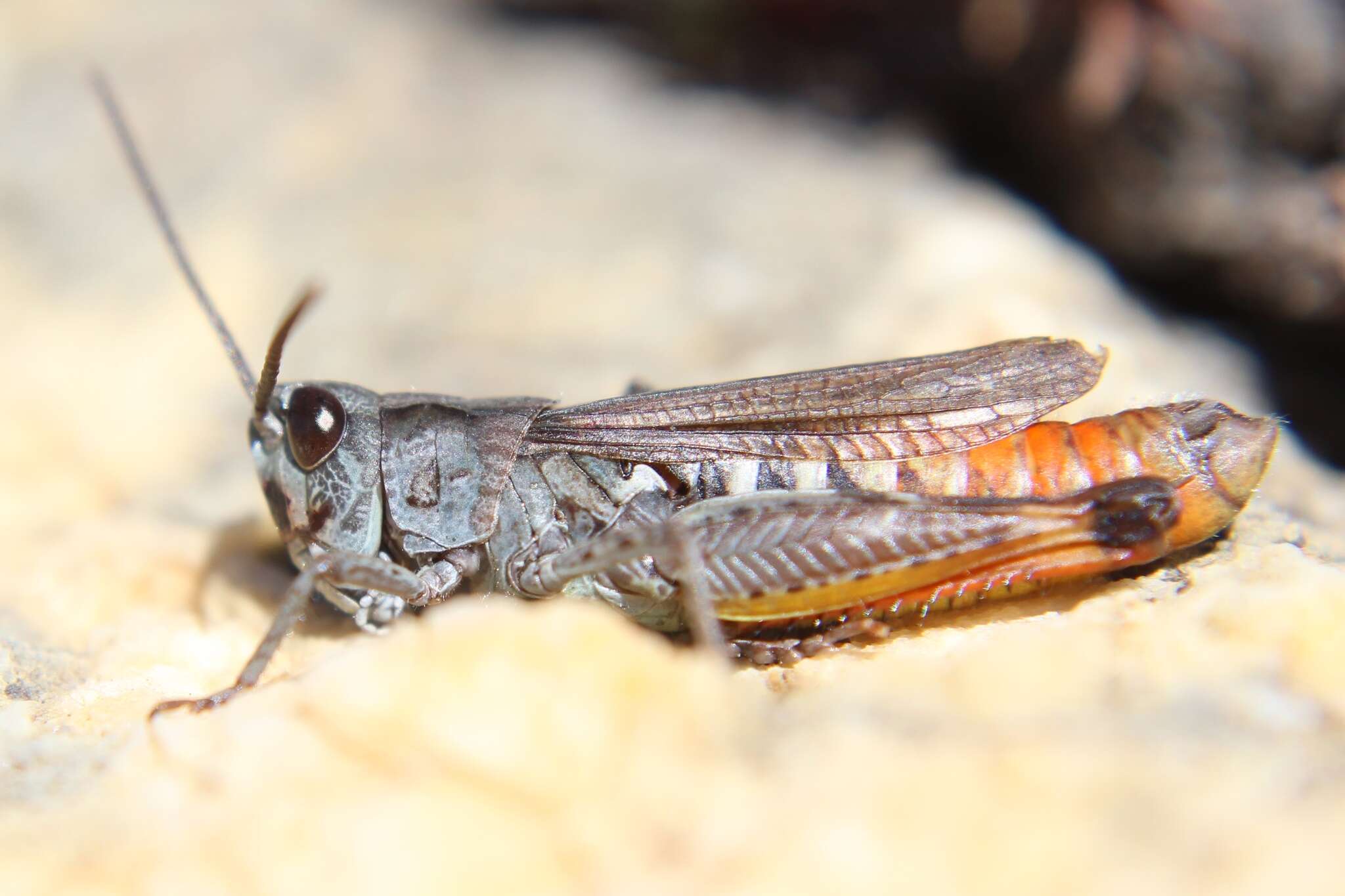 Image of Chorthippus (Glyptobothrus) saulcyi subsp. daimei (Azam 1893)