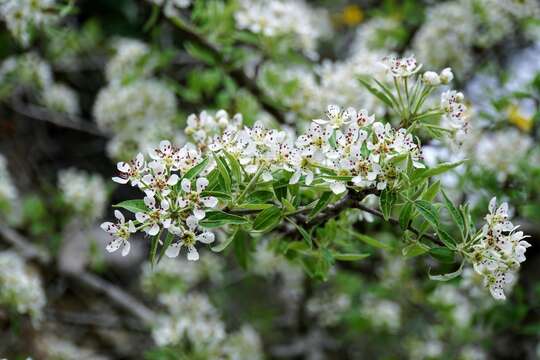 Image of Pyrus spinosa Forsk.