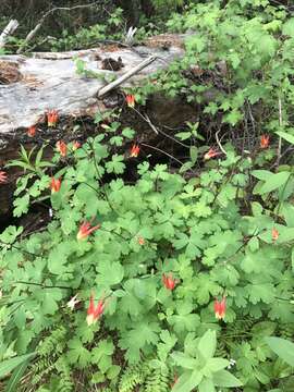 Aquilegia elegantula Greene的圖片