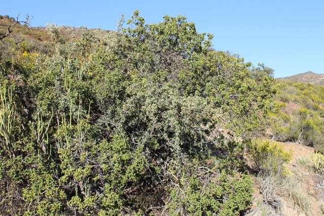 Image of Gloveria integrifolia (L. fil.) M. Jordaan