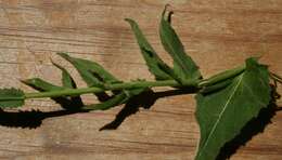 Image of Hesperis sylvestris Crantz