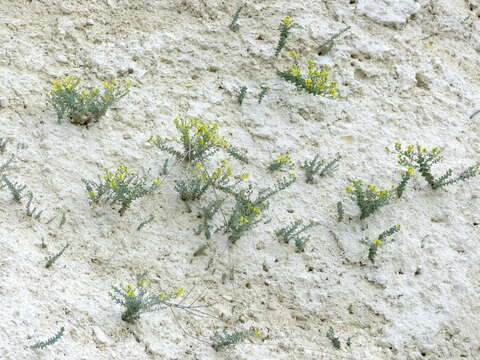 Plancia ëd Linaria cretacea Fischer ex Sprengel