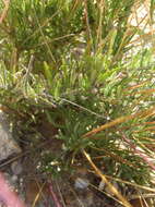 Image of Buck's horn lobelia