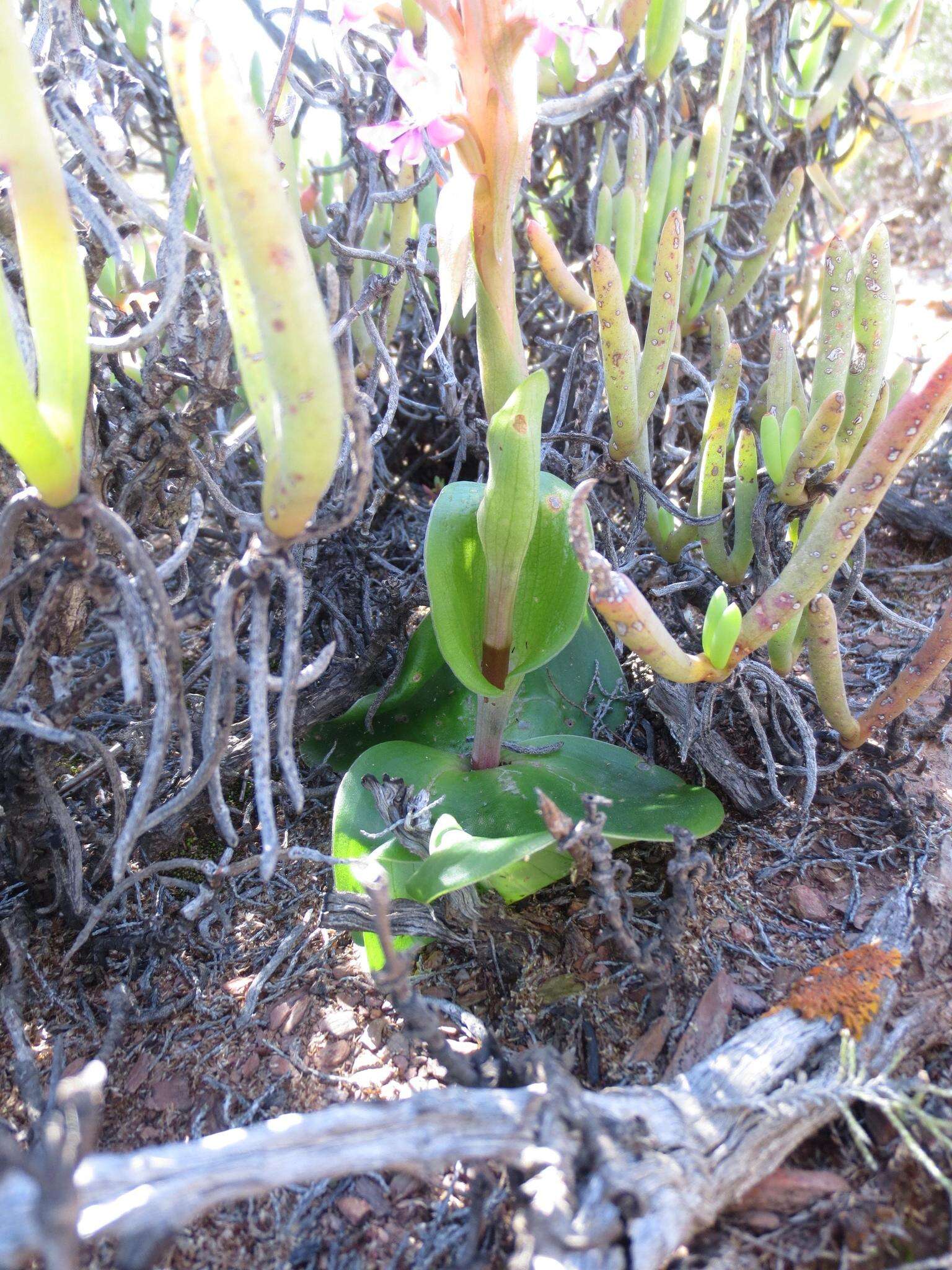 Image of Satyrium erectum Sw.