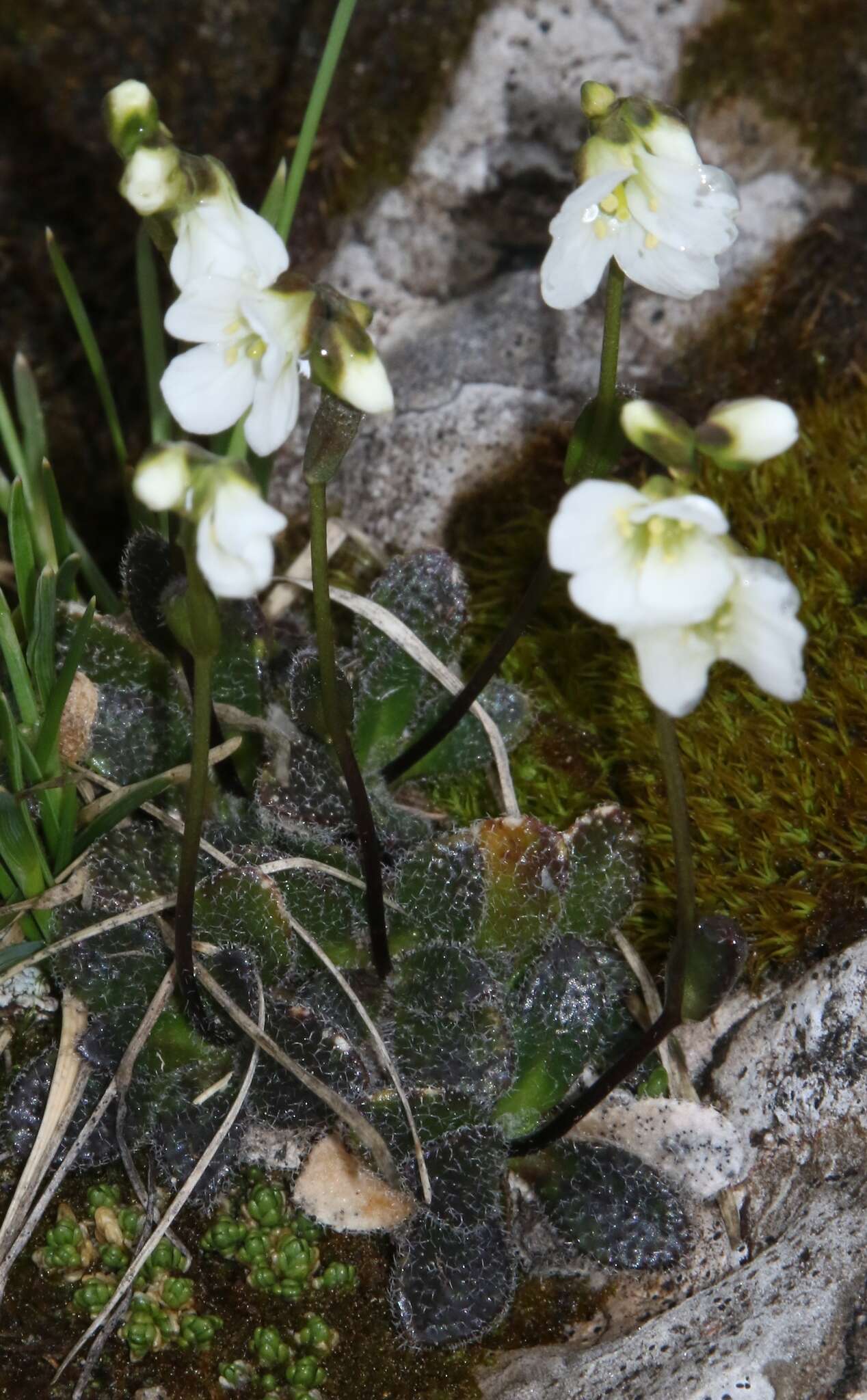 Image of Arabis stellulata Bertol.