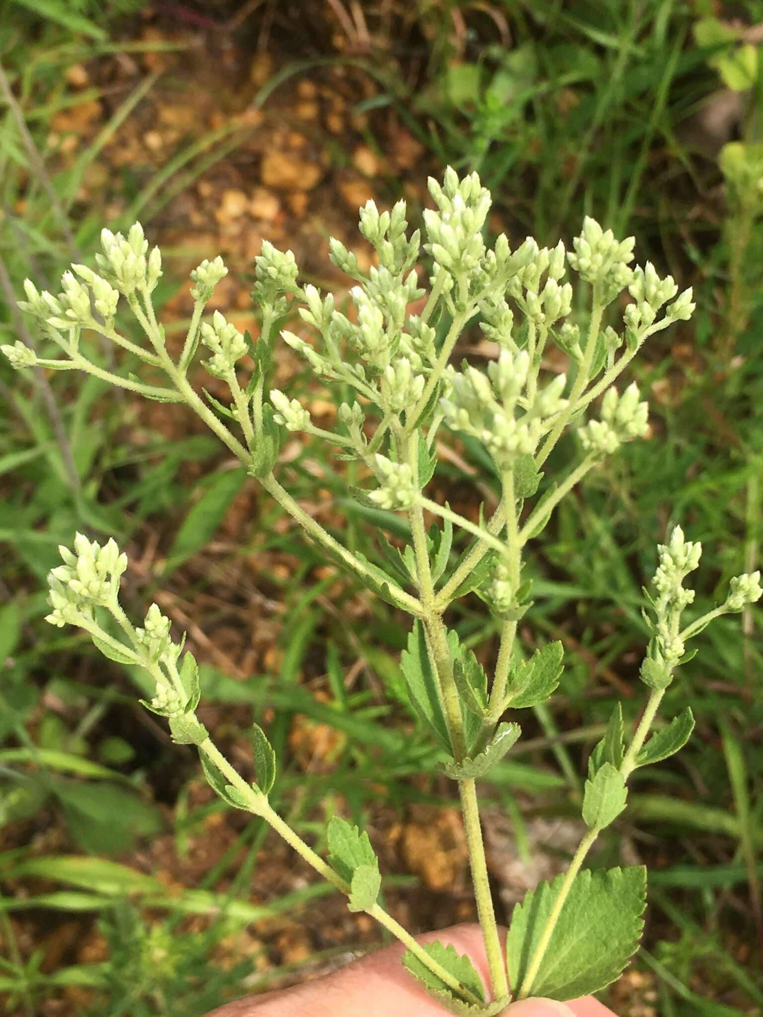 Eupatorium rotundifolium var. scabridum (Ell.) A. Gray的圖片