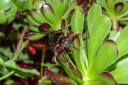 Image of California Root Borer